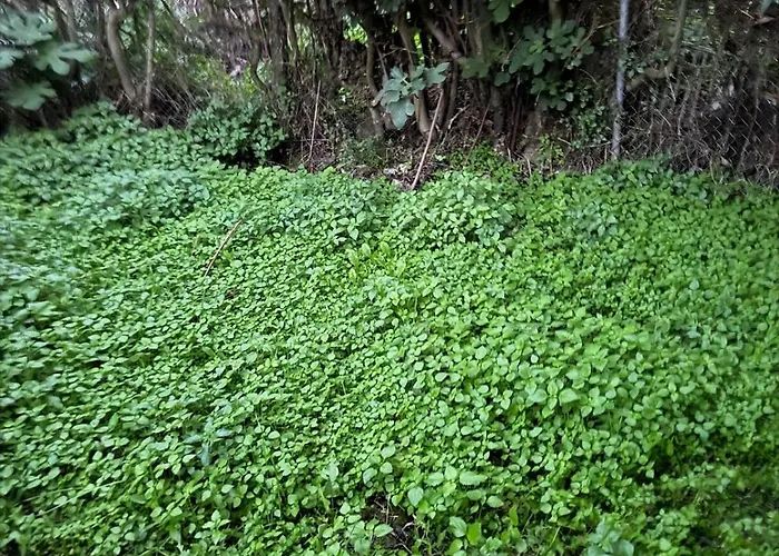 Sofia's Bella Vista Pagoi