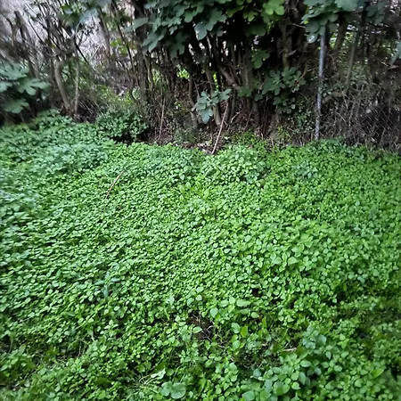 Sofia's Bella Vista Pagoi